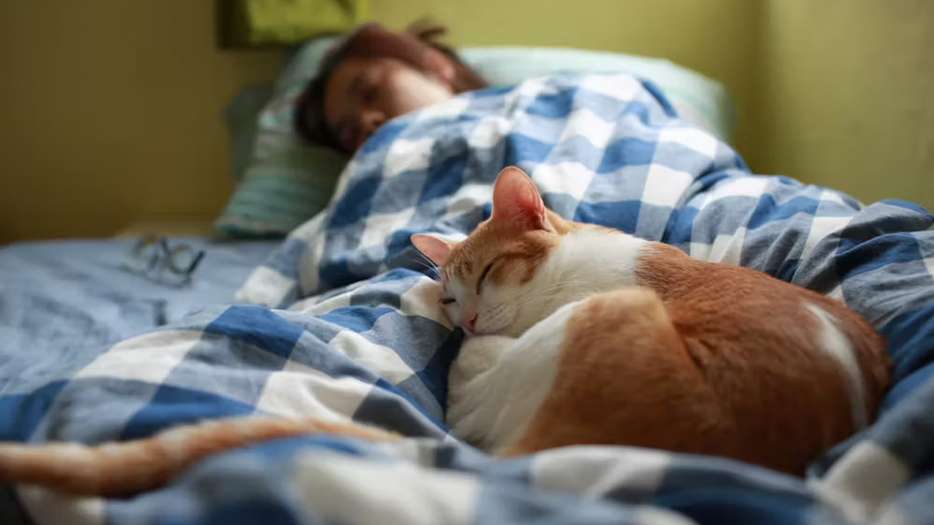 orange and white cat curled up in a blue and white blanket on a bed