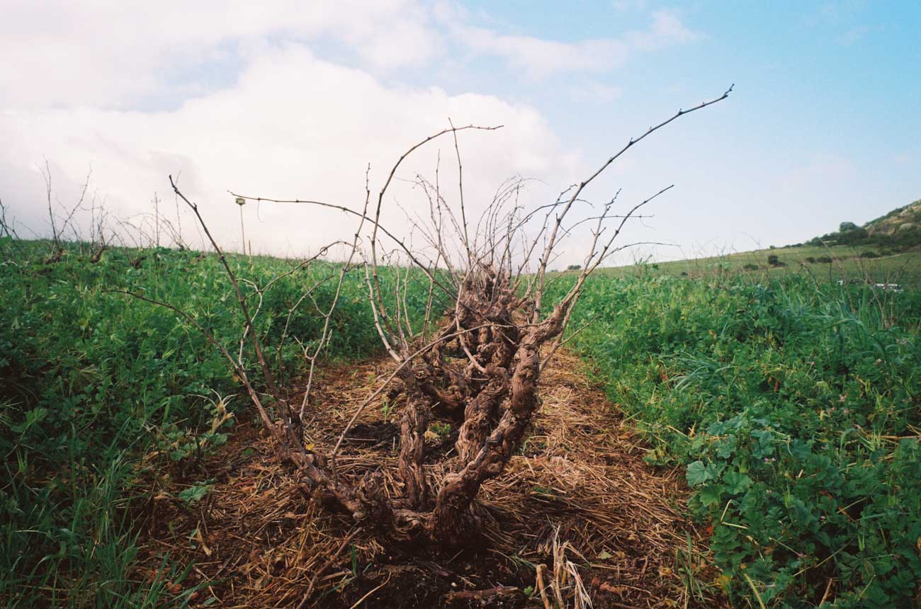 Skaliekop vineyard in Swartland