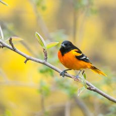 Baltimore Oriole perched on a branch during the spring migration.