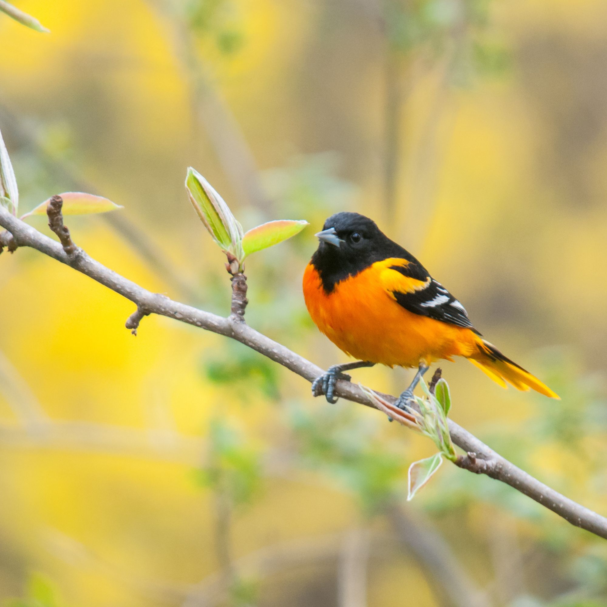 Baltimore Oriole perched on a branch during the spring migration.