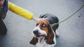 Woman petting basset hound