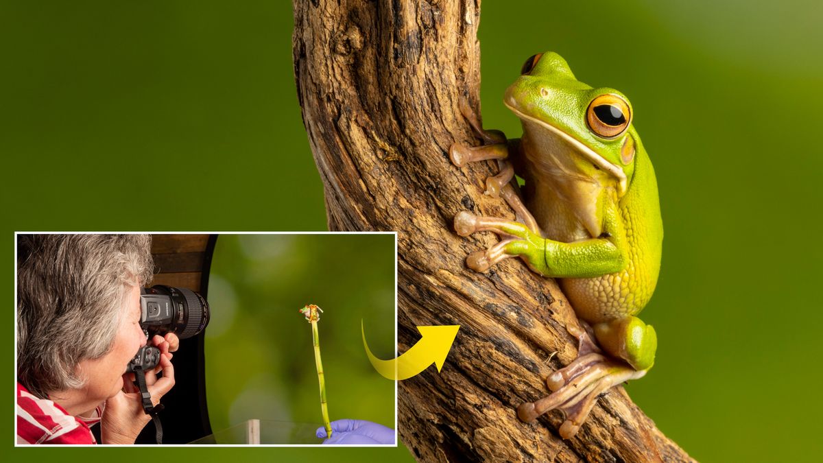 10 tips for superb close-ups: how to shoot macro with studio