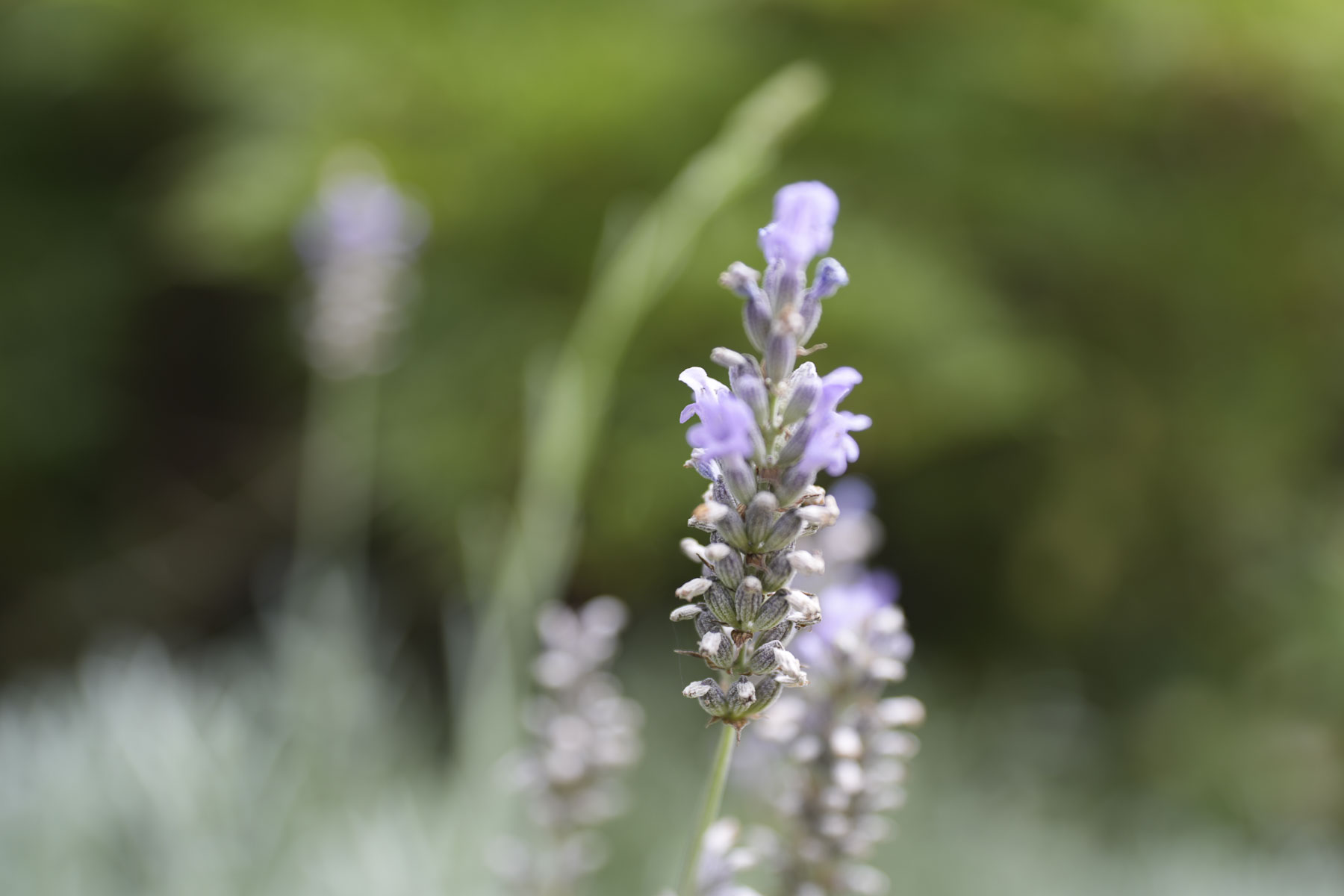 Sample image taken with the Sony FE 16-35mm F2.8 GM II of flowers, close up, showing improved minimum focus distance