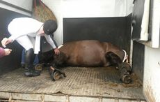 horse-fallen-through-lorry-floor-12743526_952658941456075_1350589026184206623_n.jpg