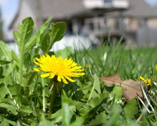 Close up of a flowering dandelion weed on a residential lawn with house in background.