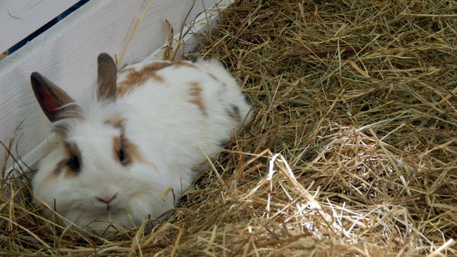 Long Teethed Rabbit Everything you need to know about longhaired rabbit breeds and how to ...