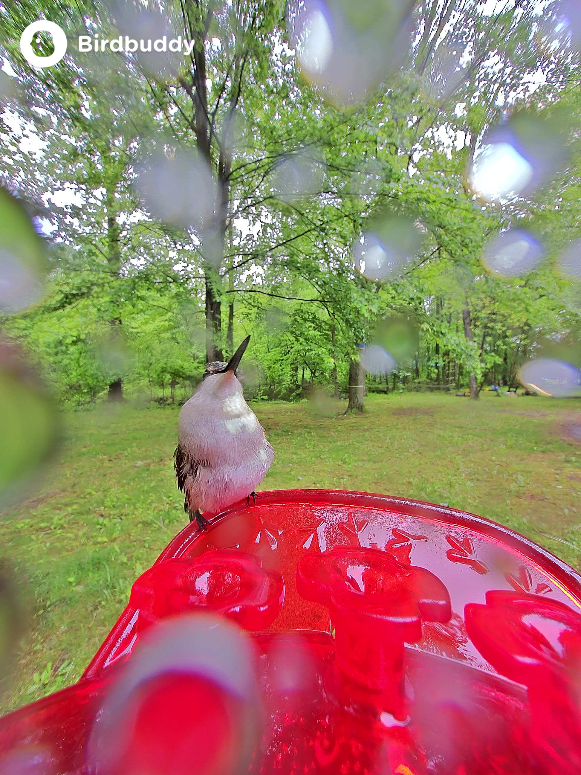 Images of a ruby-throated hummingbird captured with the Bird Buddy Solar Pro Hummingbird Feeder