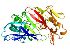 enzyme