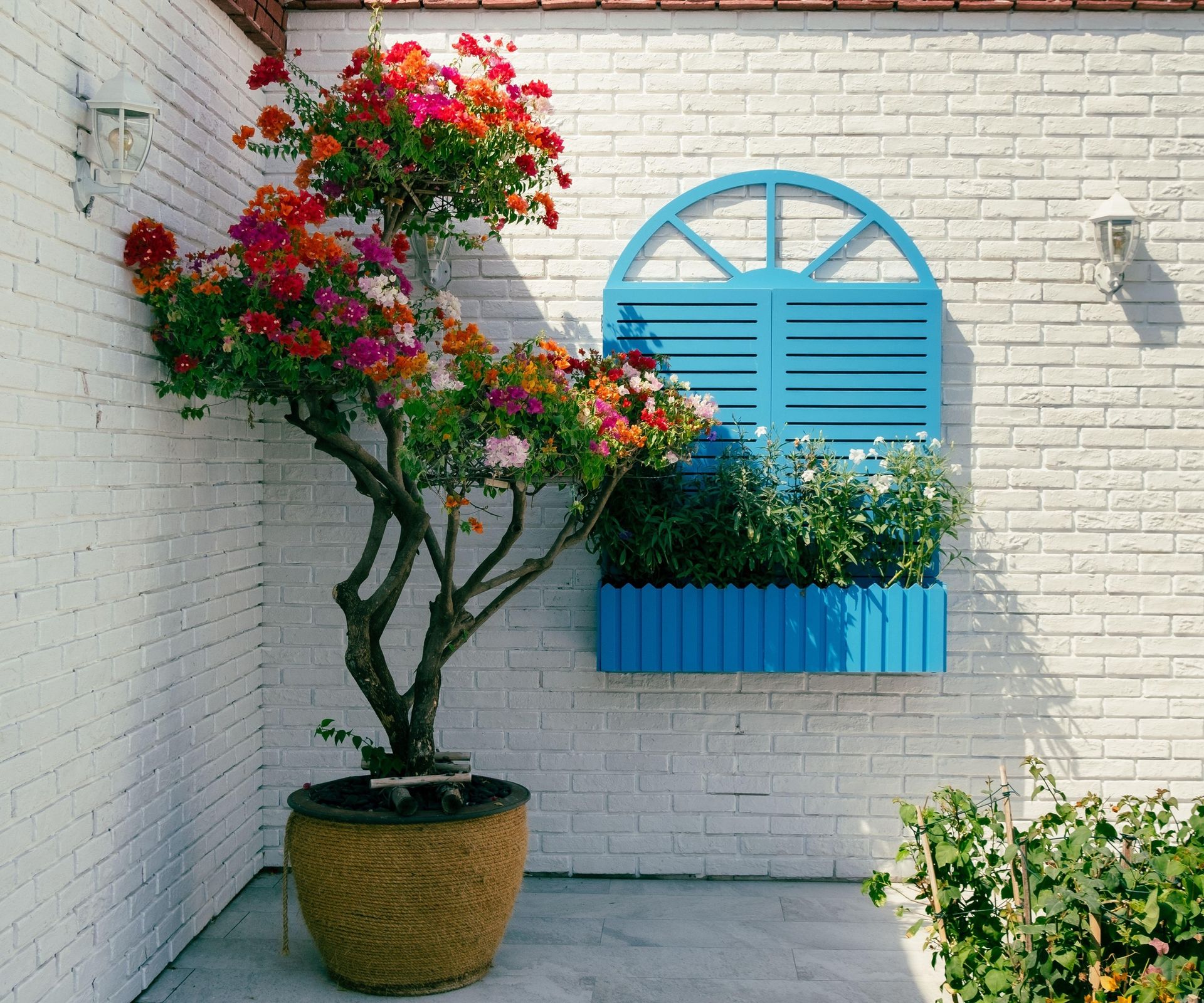 Statement tree, bourgainvillea