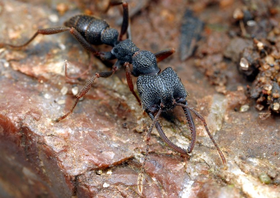 6 Mysterious 'Dracula' Ant Species Discovered in Madagascar | Live Science