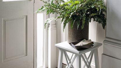 white hallway with potted plant and carpet flooring