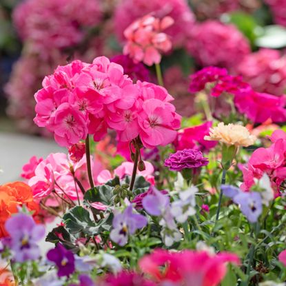 geraniums, pansies, and carnations in a garden
