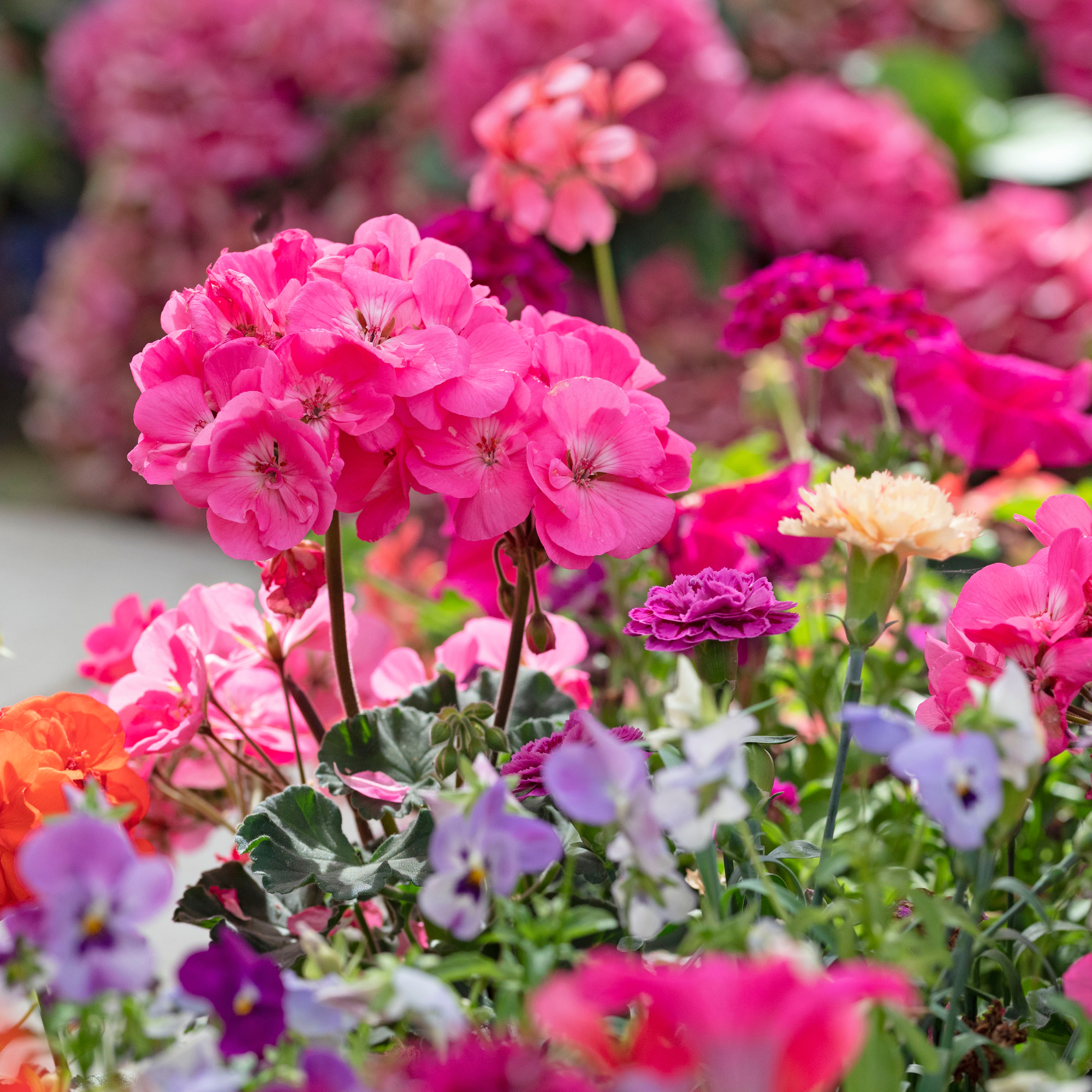geraniums, pansies, and carnations in a garden