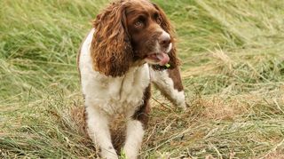 Springer Spaniel