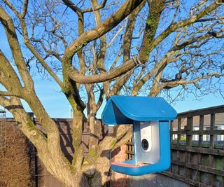 Bird Buddy 2.0 hanging from a lilac tree in a sunny garden