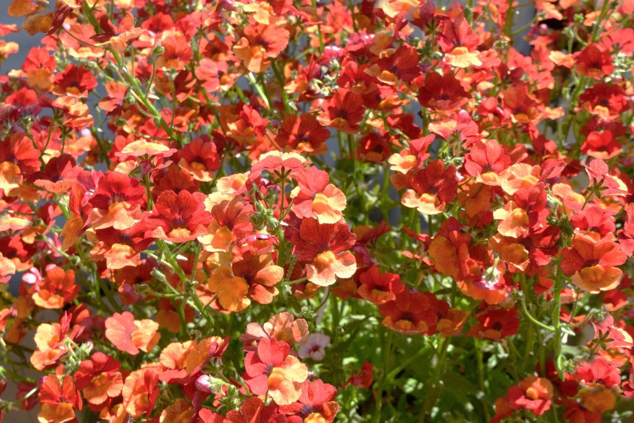 Growing Season for Nemesia Plant