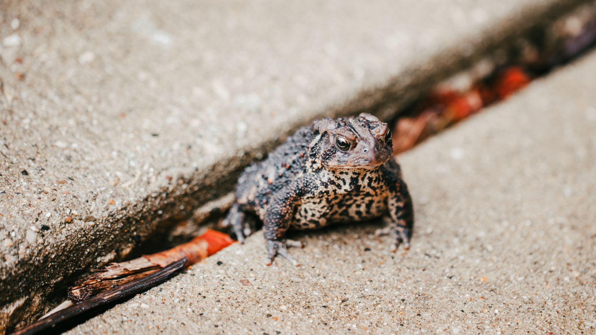 American toad sitting on a pavement
