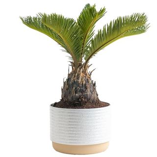 Costa Farms Live Sago Palm, Easy to Grow Live Indoor Plant, Houseplant in Ceramic Plant Pot, Home and Room Decor, 1 Foot Tall