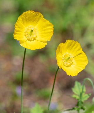 Yellow flowers of the Welsh poppy