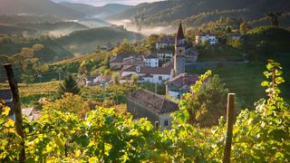 vineyard in Veneto, Italy