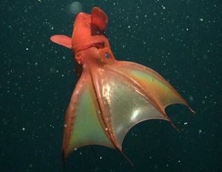 A vampire squid. This strange creature lives in deep, oxygen-limited areas from around 2,000 to 3,000 feet (600 to 900 m.) depth. It has glowing tentacle tips, and two glowing spots on the sides of its body. When disturbed, vampire squid can emit a glowing slime.