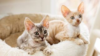 Cornish Rex kittens