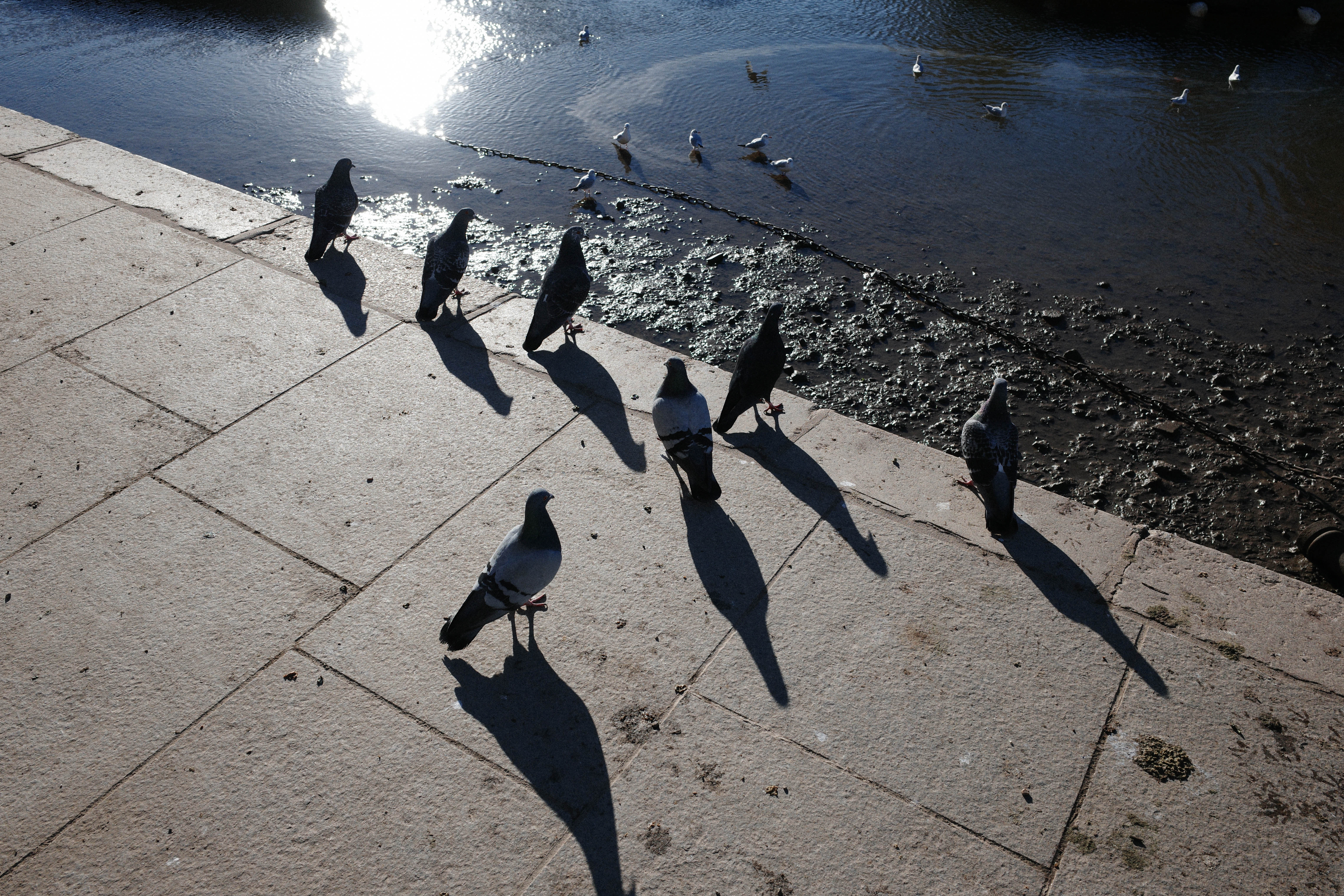 Pigeons on a path silhouette by the Sun next to a river