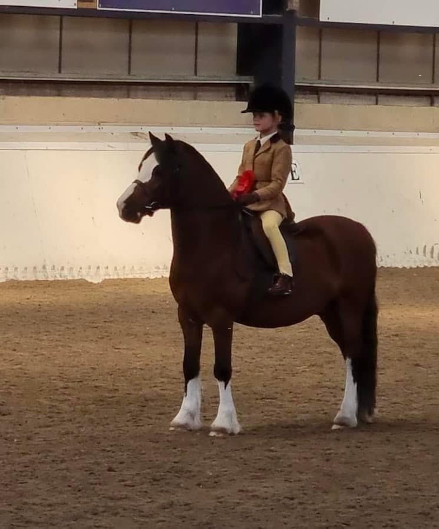 The Welsh section A pony was attacked while hacking out with his young rider