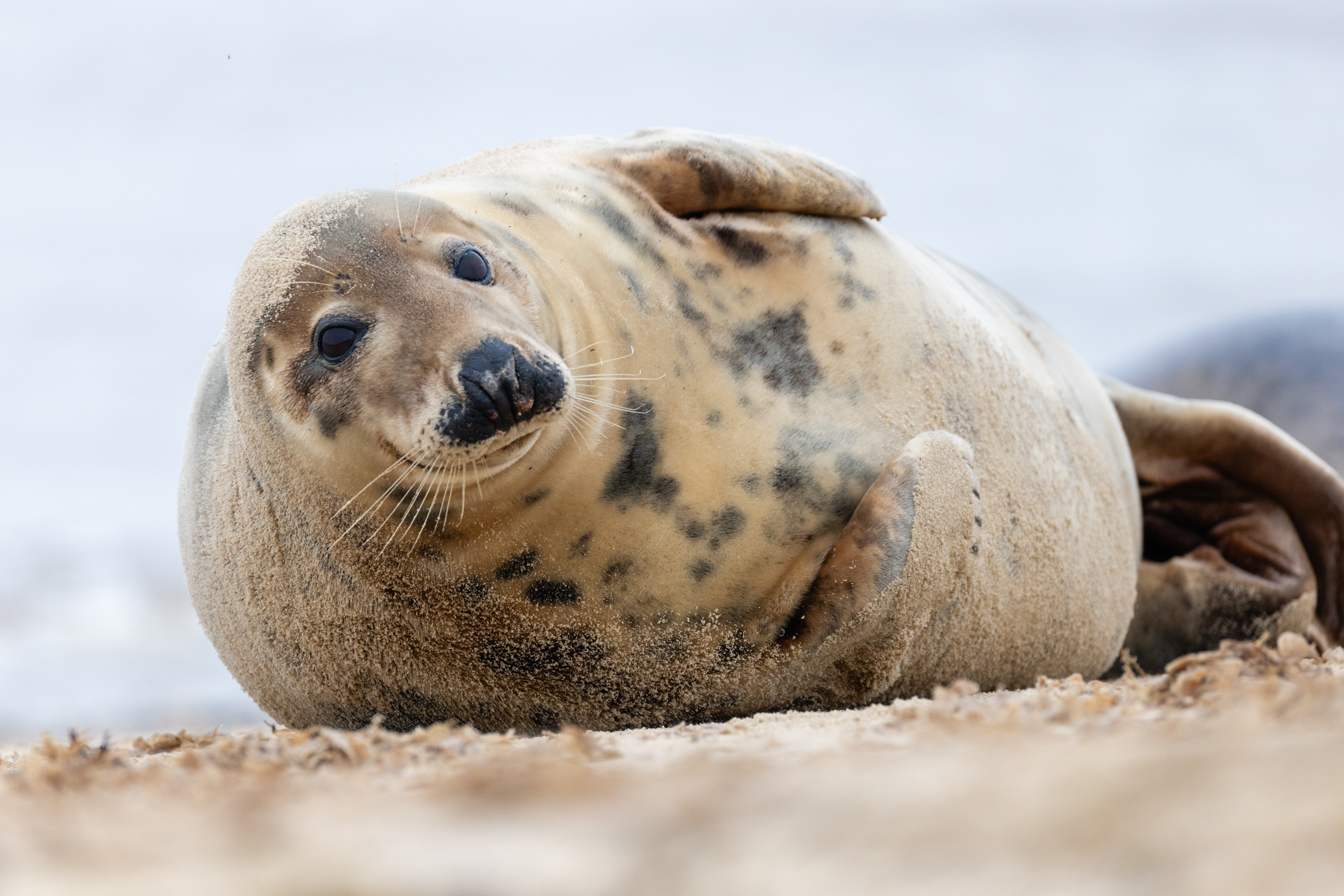 Seal on a beach shot with the Canon EOS R1 and 200-400mm lens