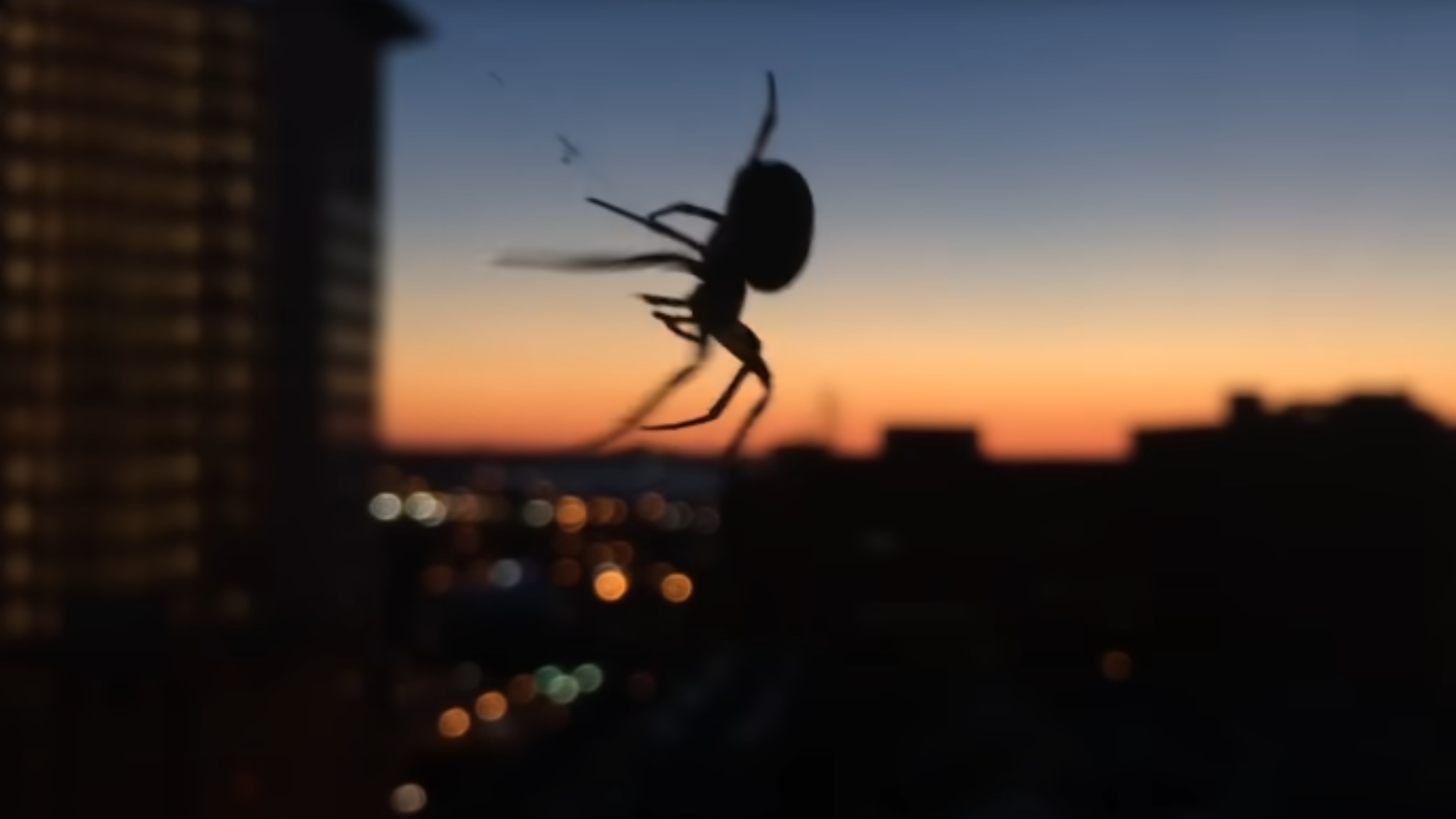 spider