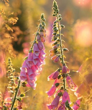 Two dark pink foxglove flowers facing each other, with green stems around them and sunset lighting on them