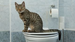 Cat sitting on the toilet seat