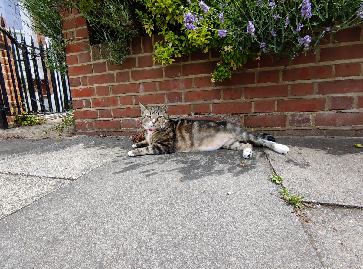 A picture of a cat taken on the standard mode