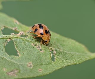 A Mexican bean beetle eating holes in a leaf