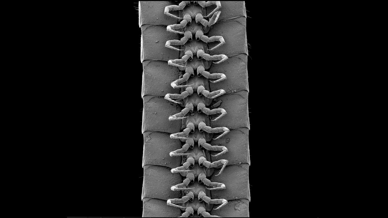 Eumilipes persephone.