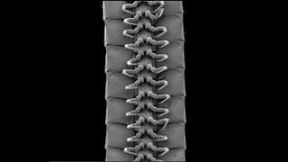 Eumilipes persephone.