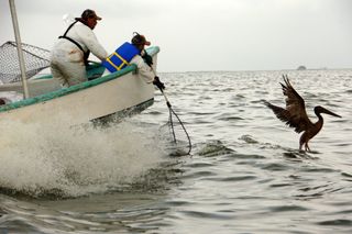 A pelican is freed in the Gulf of Mexico after the Deepwater Horizon oil spill.