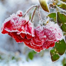 Red roses covered with frost