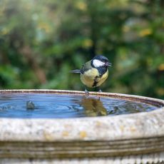 garden bird, blue great tit, perched on side of bird bath 
