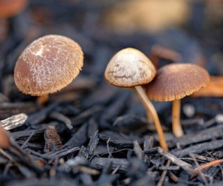 Mushrooms Growing on Mulch