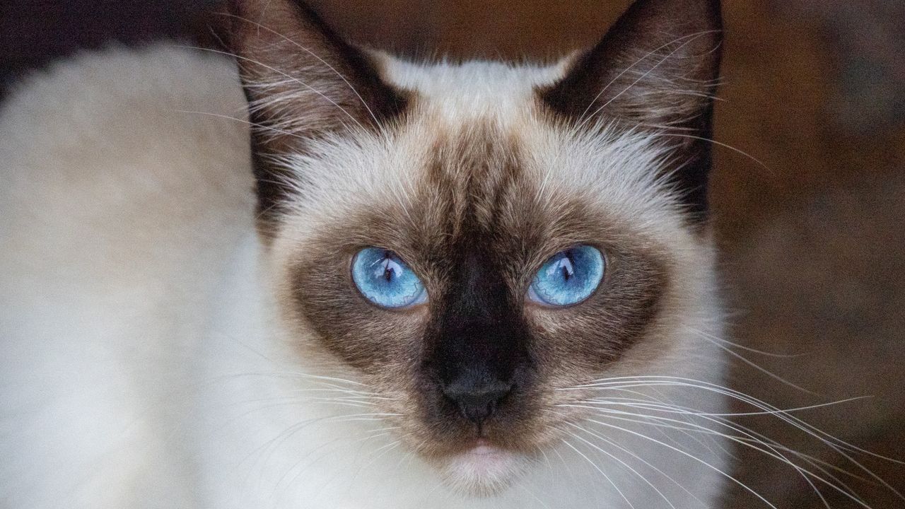 ragdoll cat inside a house