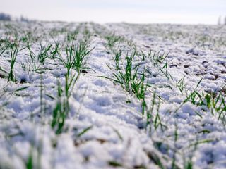 Grass growing out of snow in a field