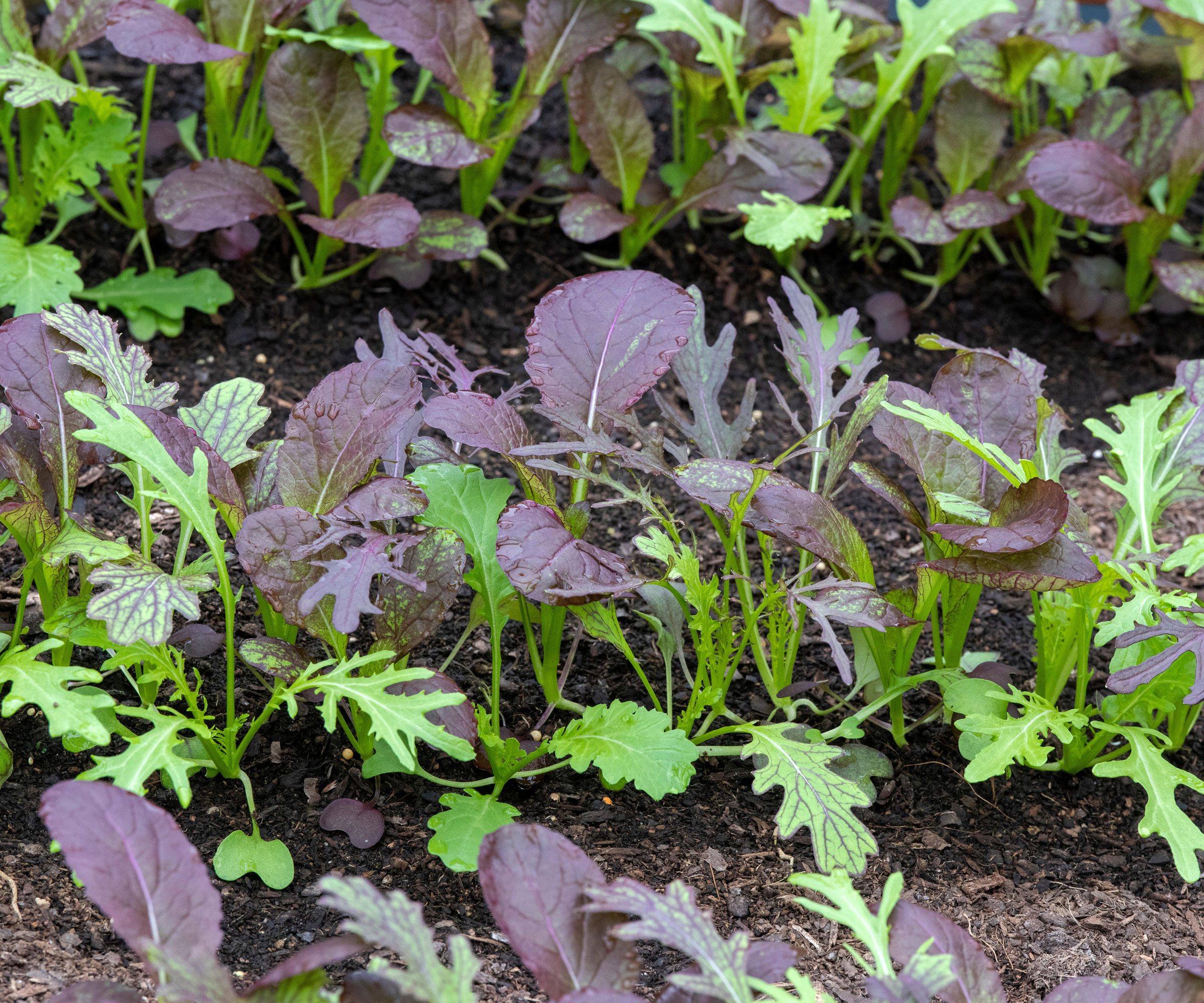 mixed green and burgundy salad leaves growing in garden bed