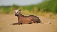 Rare dog breeds, the Peruvian Inca Orchid