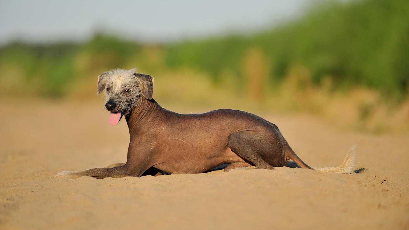 Rare dog breeds, the Peruvian Inca Orchid