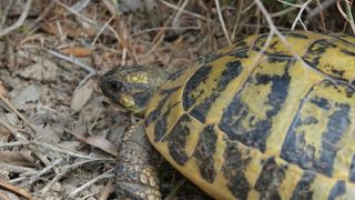 Hermann’s Tortoise