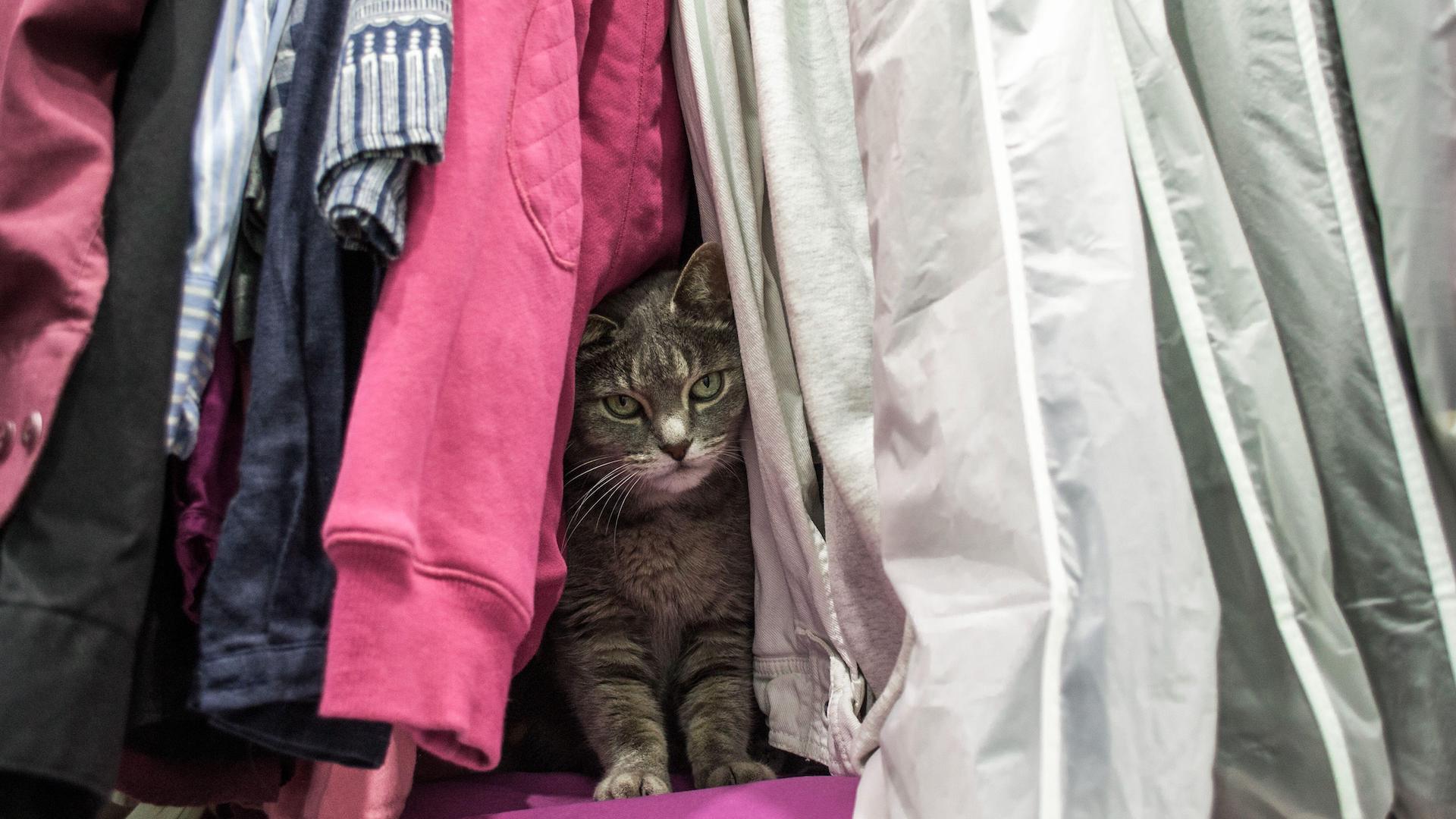 Cat hiding in clothes closet