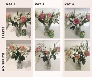 stages of fresh flowers with and without lemonade