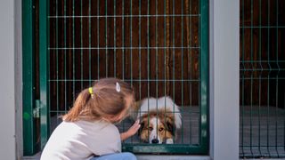 Girl petting dog