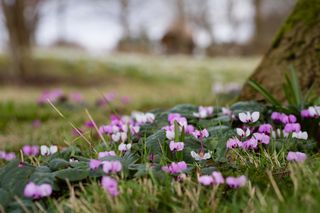 woodland gardens with cyclamen and trees